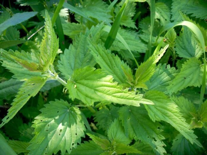 Urzica este un remediu eficient pentru tratamentul varicelor în stadiile incipiente